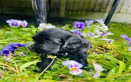 Cockapoo dogs for sale: Exceptional F2 cockapoo puppies available - Image 7