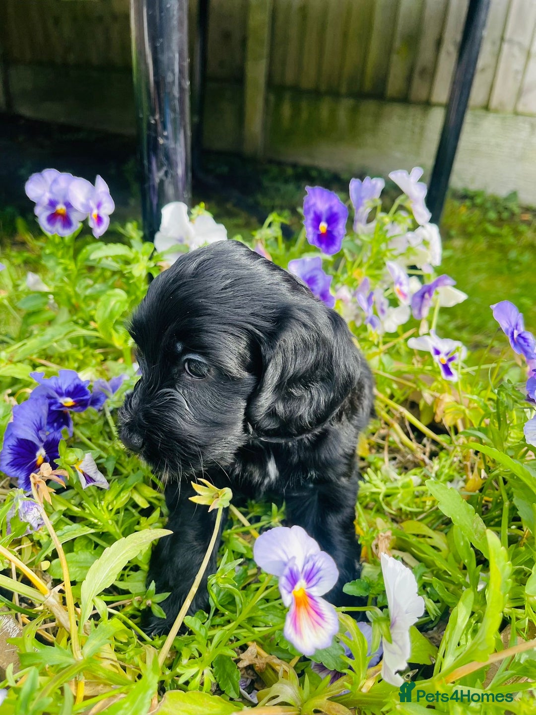 Cockapoo dogs for sale: Exceptional F2 cockapoo puppies available - Image 7
