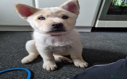 Mixed Breed dogs for sale: Chowski pups - Image 28