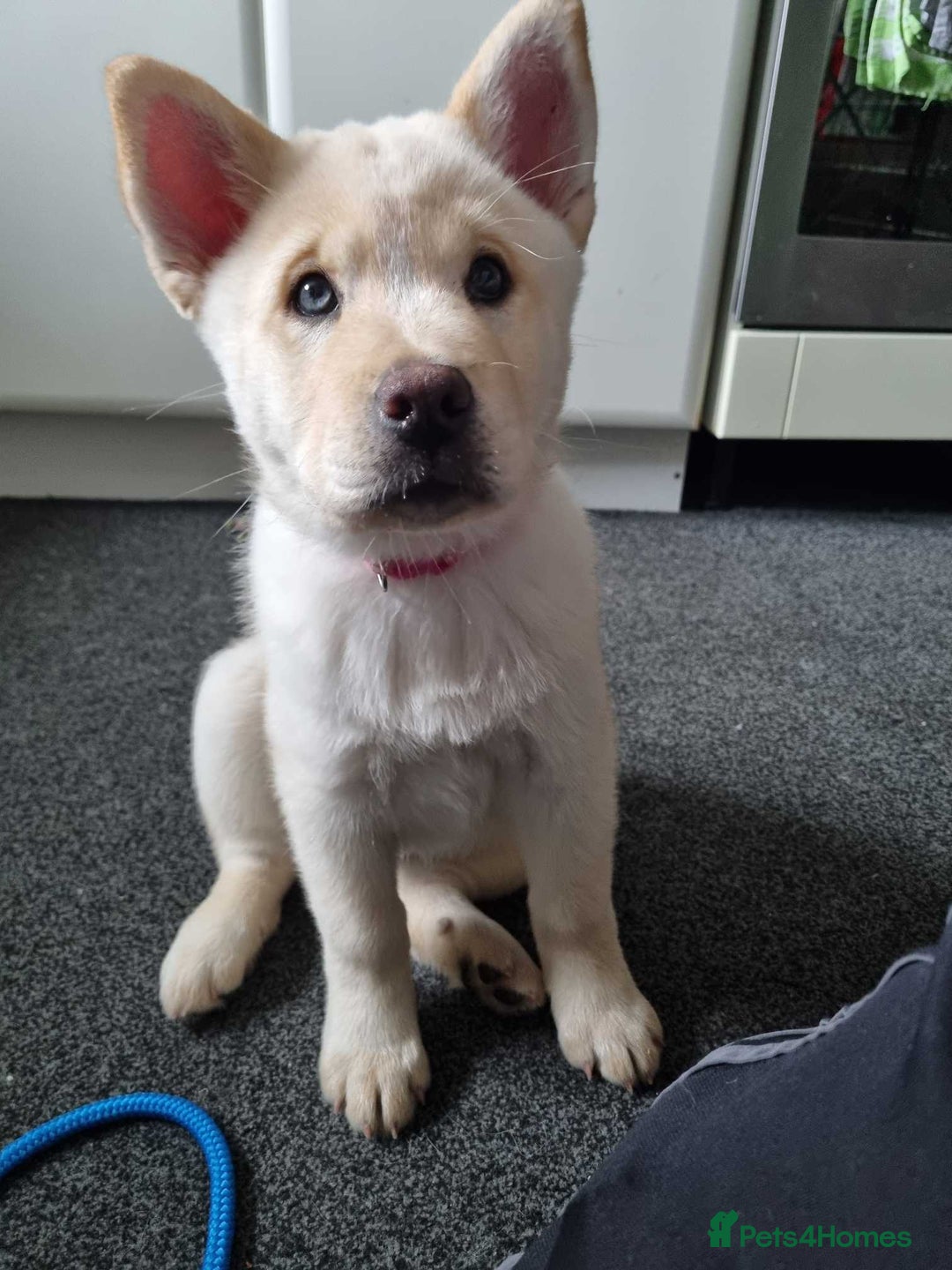 Mixed Breed dogs for sale: Chowski pups - Image 28