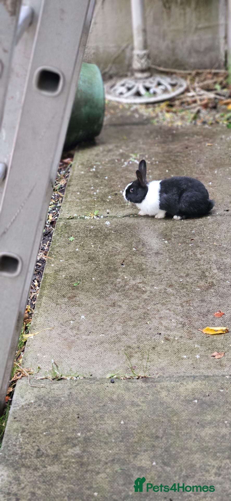 Mixed Breed rabbits They are really friendly rabbits. 💞 - Advert 2