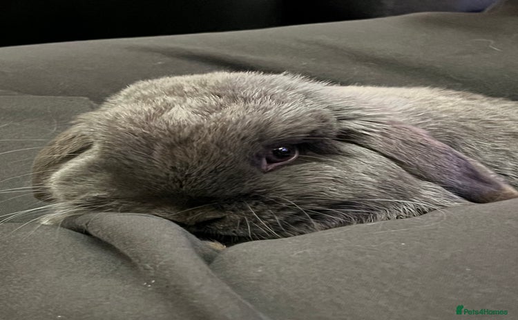 Mini Lop rabbits - Advert 15