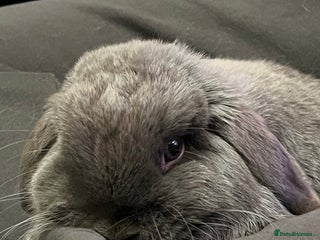 Mini Lop rabbits - Advert 14