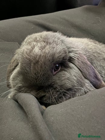 Mini Lop rabbits - Advert 2