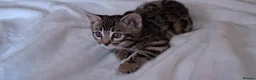 Bengal cats for sale: Stunning Bengal kitten  - Advert 5
