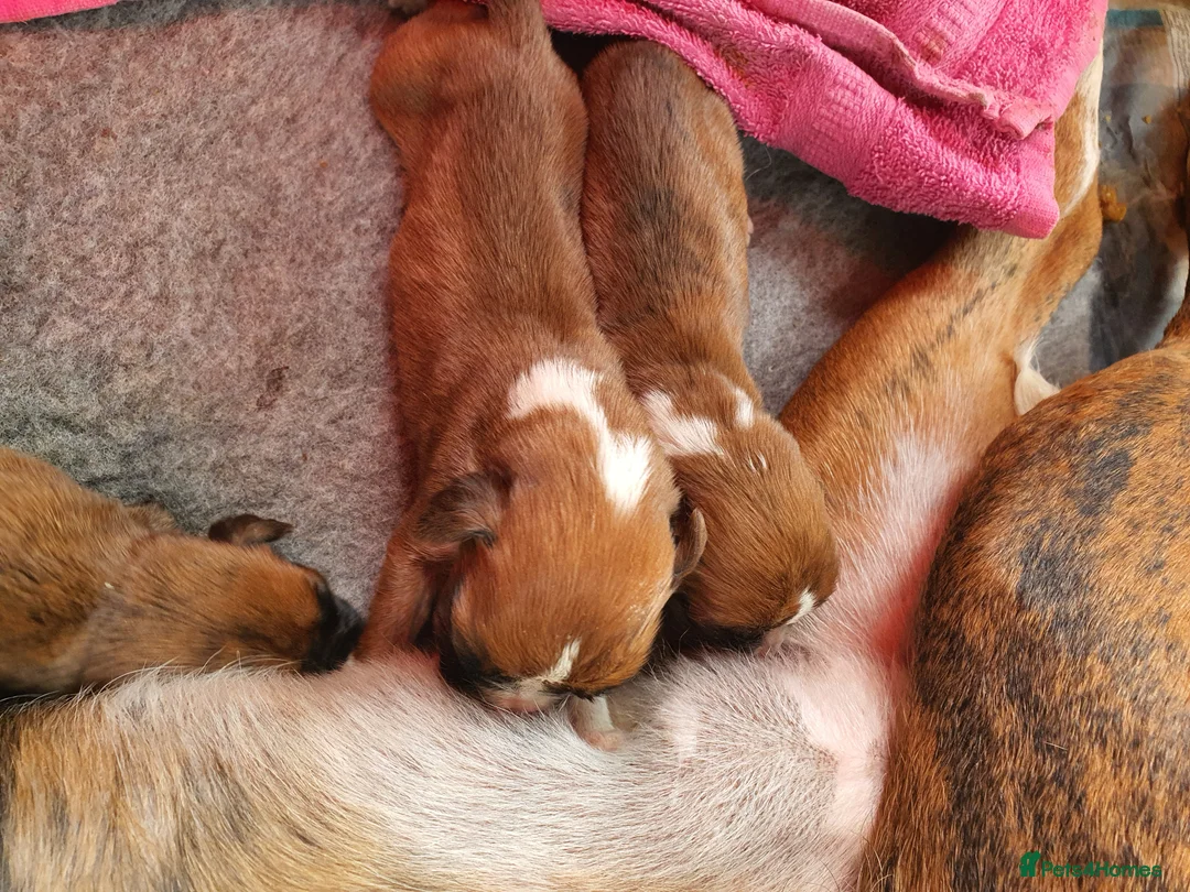 Boxer dogs for stud: For stud kc proven bobtail stunning boy in Telford - Advert 6