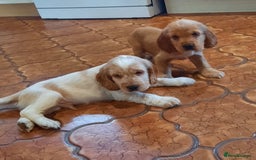 Cocker Spaniel dogs for sale: Cocker spaniel puppies  - Image 1