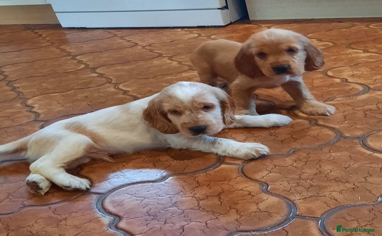 Cocker Spaniel dogs - Advert 3