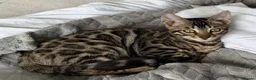 Bengal cats for sale: BENGAL 🔥 KITTENS TICA REGISTERED  - Advert 26