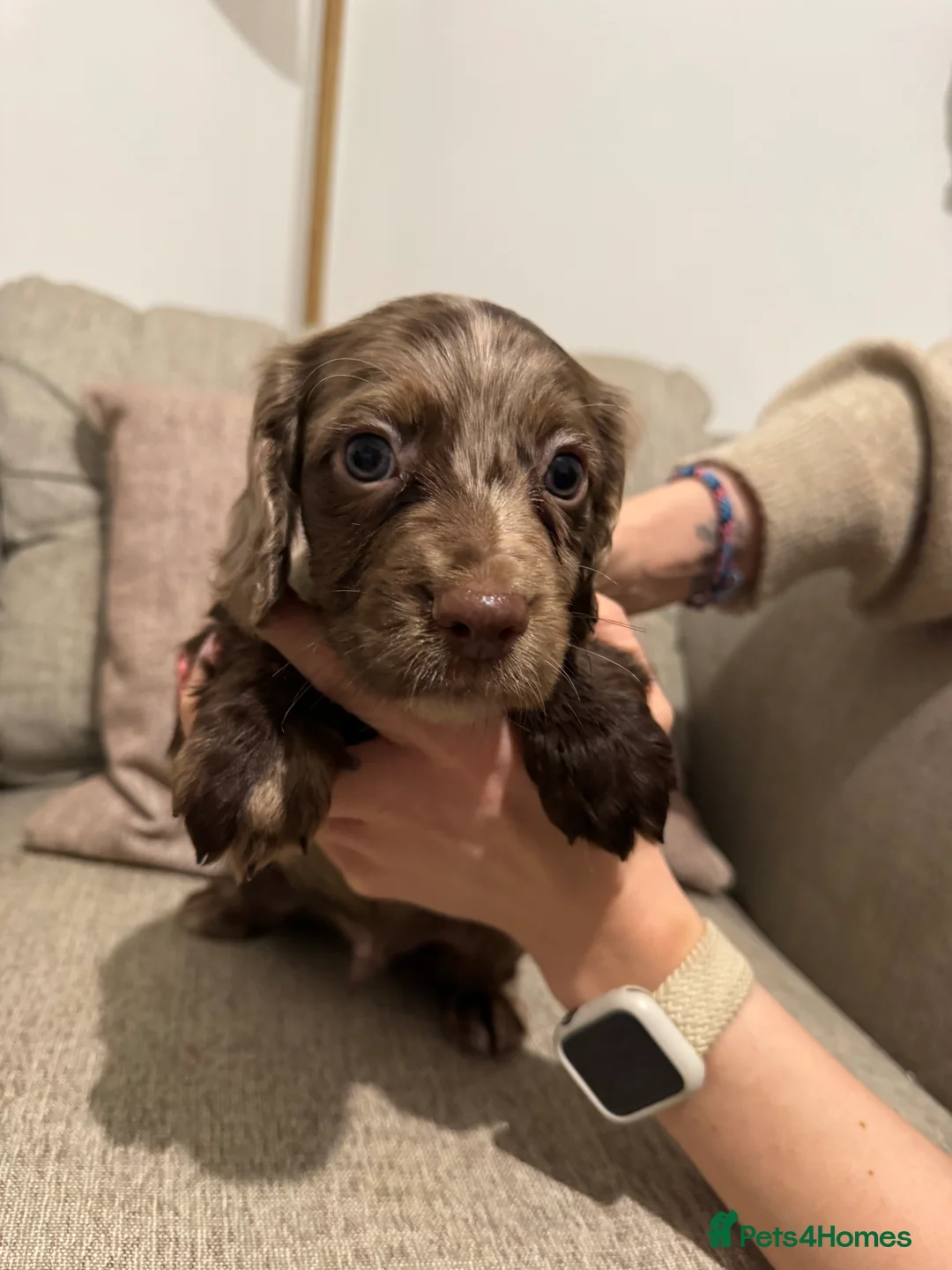 Cocker Spaniel dogs for sale: 4 Cocker Spaniel pups - unusual colours - Advert 18