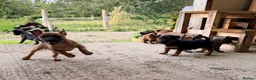 Jack Russell dogs for sale: Eye catching Jack Russell pups, with rare colours - Advert 17