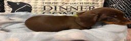 Dachshund dogs for sale: Isabella & Tan and chocolate Miniture Dachshund  in Dorchester - Advert 9