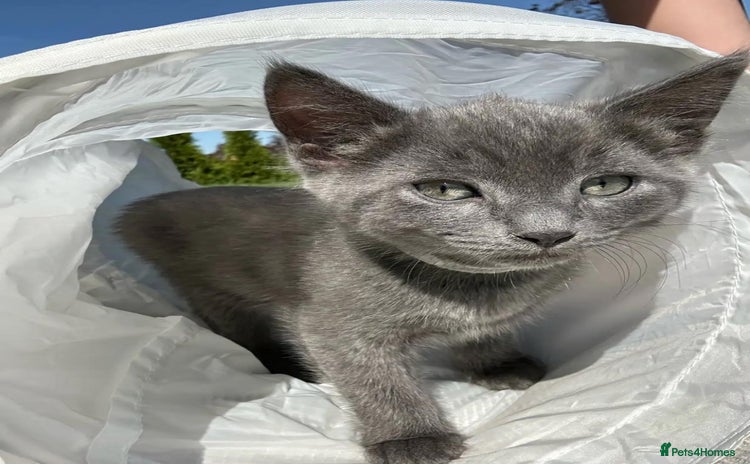 Russian Blue cats - Advert 1