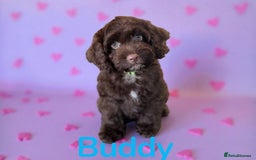 Cockapoo dogs for sale: ⭐️READY NOW⭐️Stunning DNA clear C f1 choc  - Image 10