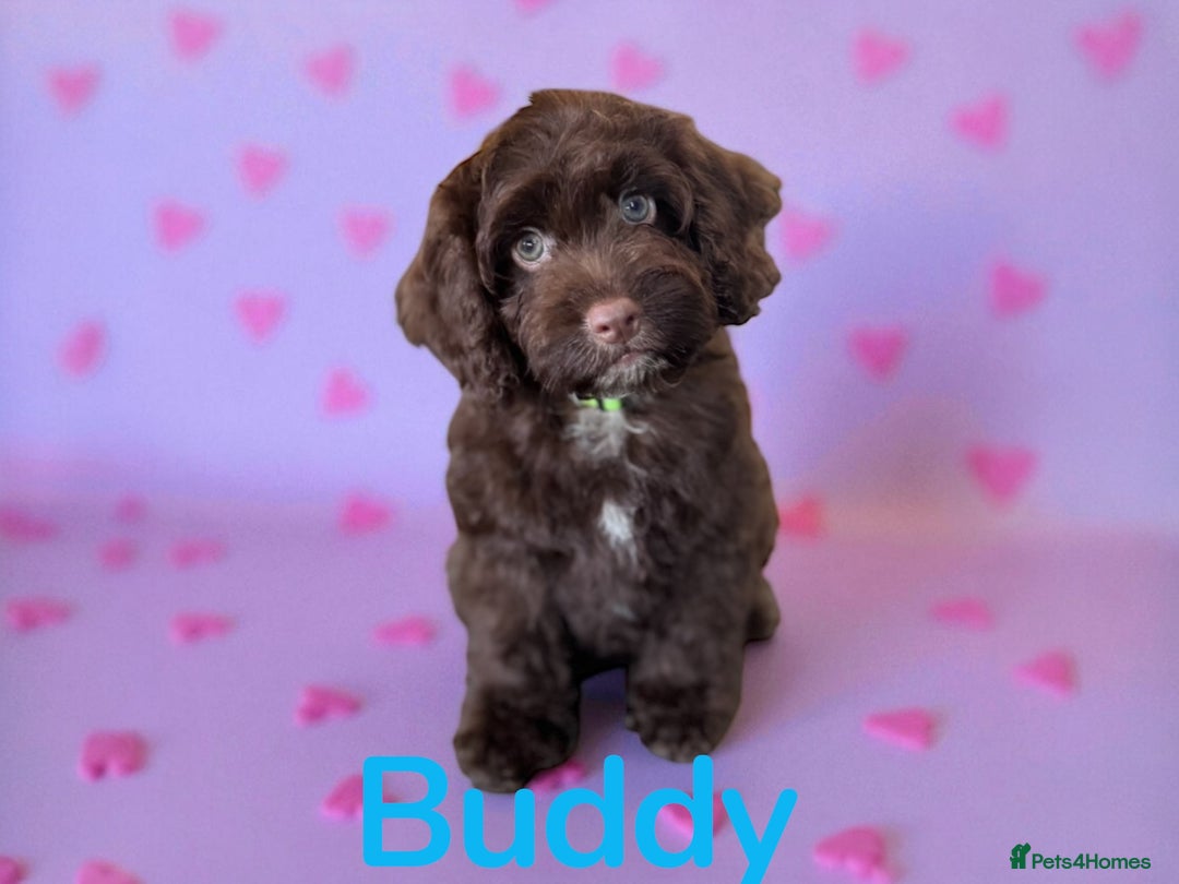 Cockapoo dogs for sale: ⭐️READY NOW⭐️Stunning DNA clear C f1 choc  - Image 10