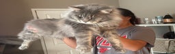 Maine Coon cats for sale: Maincoon kittens  - Advert 7