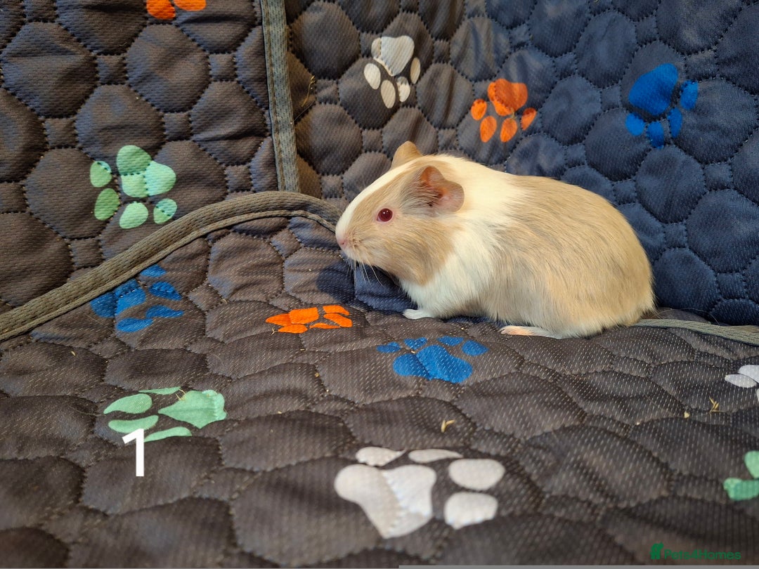 Guinea Pig rodents for sale: Beautiful Baby guinea pigs looking for new home - Advert 2