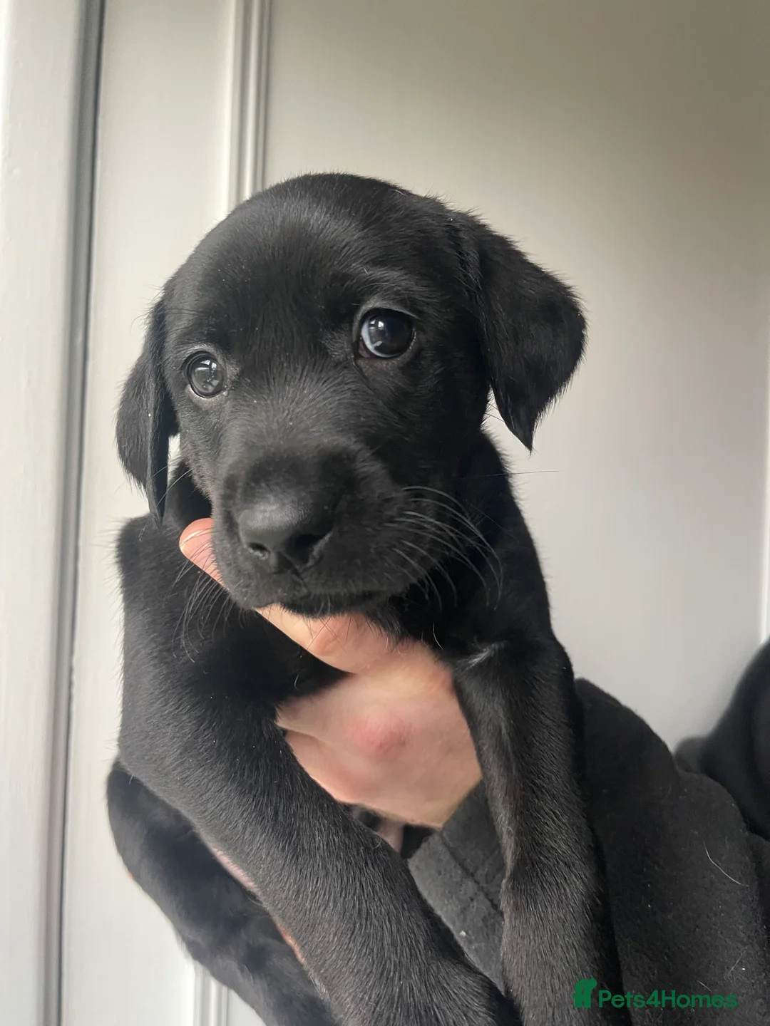 Mixed Breed dogs for sale: Labrador Retriever x Podenco Puppies - Advert 12