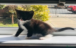 Mixed Breed cats for sale: Two beautiful kitten ready to go now - Image 3