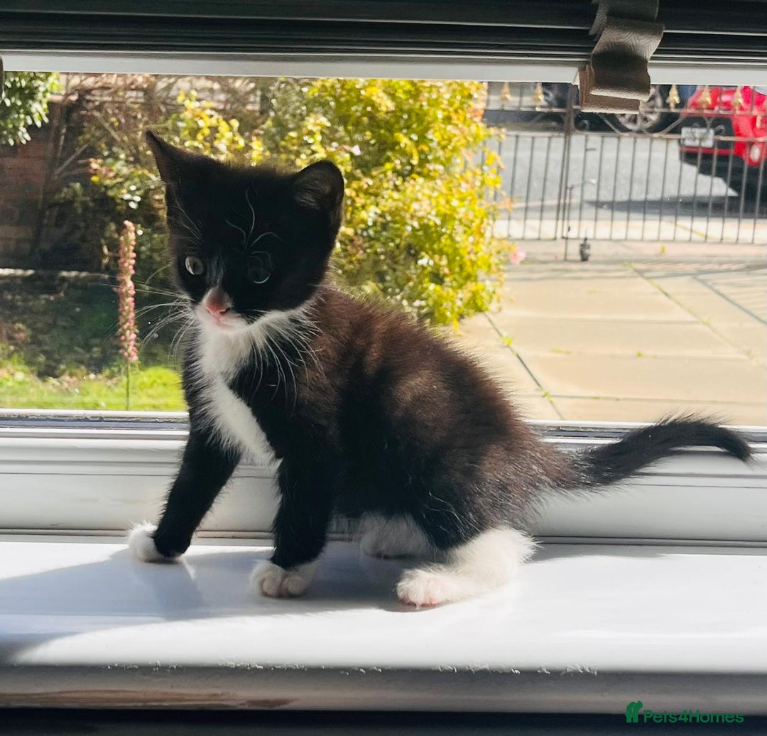 Mixed Breed cats for sale: Two beautiful kitten ready to go now - Image 3