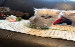 Ragdoll cats for sale: 🐾Fluffy Little Dreamers Are Here!🐈 - Image 5