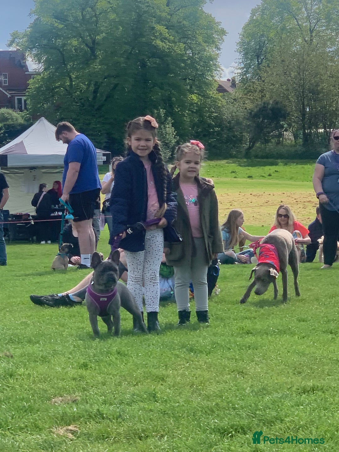 French Bulldog dogs for sale: Blue female French bulldog 2years old - Image 15
