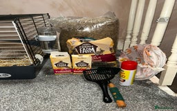 Mini Lion Lop rabbits for sale: Mini Lion Lop – 4yrs – Comes with Cage & Supplies  - Image 3