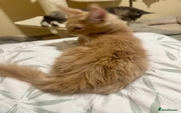 Maine Coon cats for sale: Last Ginger Boy Pure Mainecoon! - Image 20