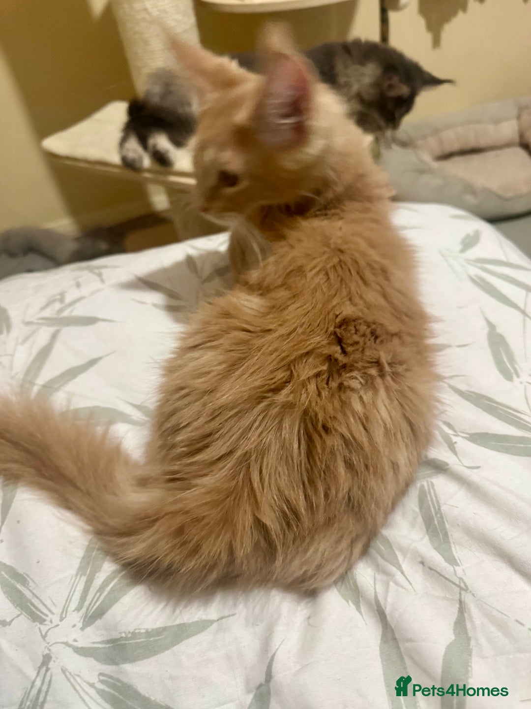 Maine Coon cats for sale: Last Ginger Boy Pure Mainecoon! - Image 20