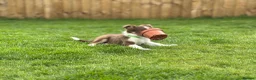 Border Collie dogs for sale: Exceptional Border collie pups  - Advert 24