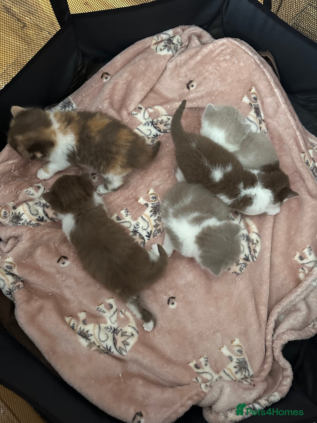 British Shorthair cats for sale: 🍫 🧸Beautiful TICA Registered British Short 🧸🍫 - Image 7