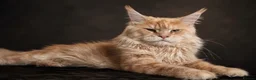 Maine Coon cats for sale: Maine Coon Kittens  - Advert 9
