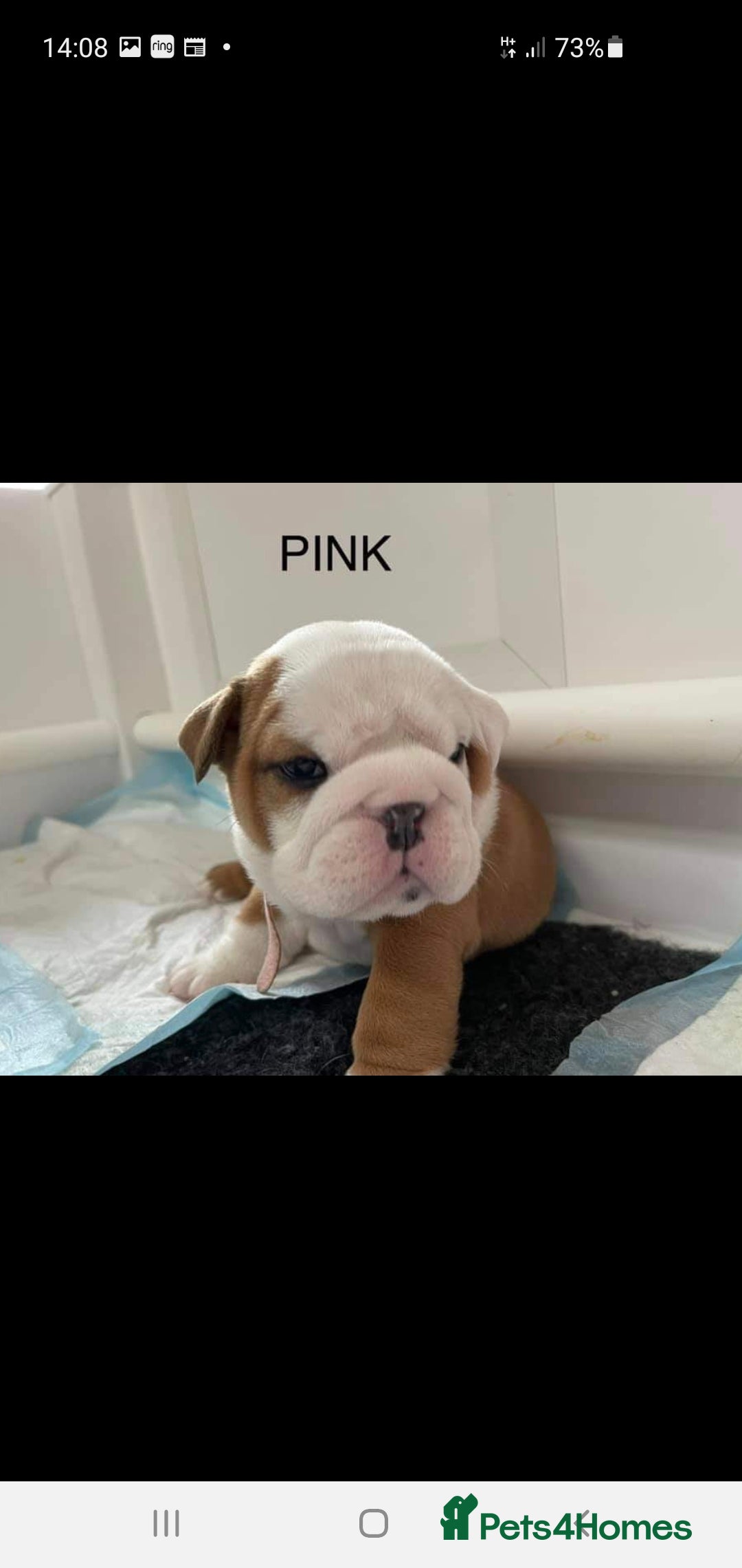 English Bulldog dogs for stud: Apollo 1 bulldog HUU clear stud boy in York - Image 2