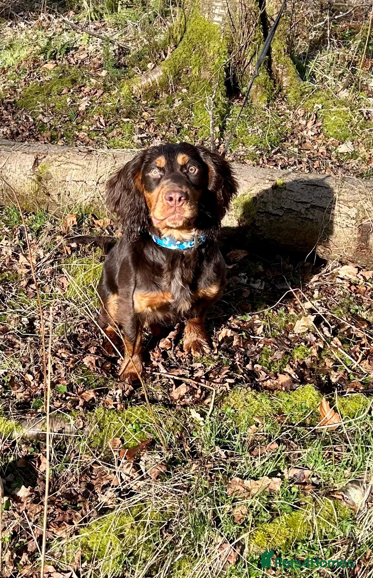 Cocker Spaniel dogs 🩵 3 YEAR OLD MALE KC 5TH GENERATION 🩵 - Advert 15
