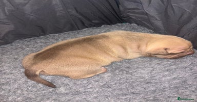 American Bully dogs - Advert 11