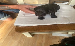 Cocker Spaniel dogs for sale: Beautiful Cocker Spaniel Puppies  - Image 9