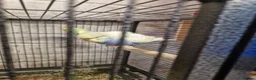 Budgerigars birds for sale: Young Budgies in Middlesbrough - Advert 3