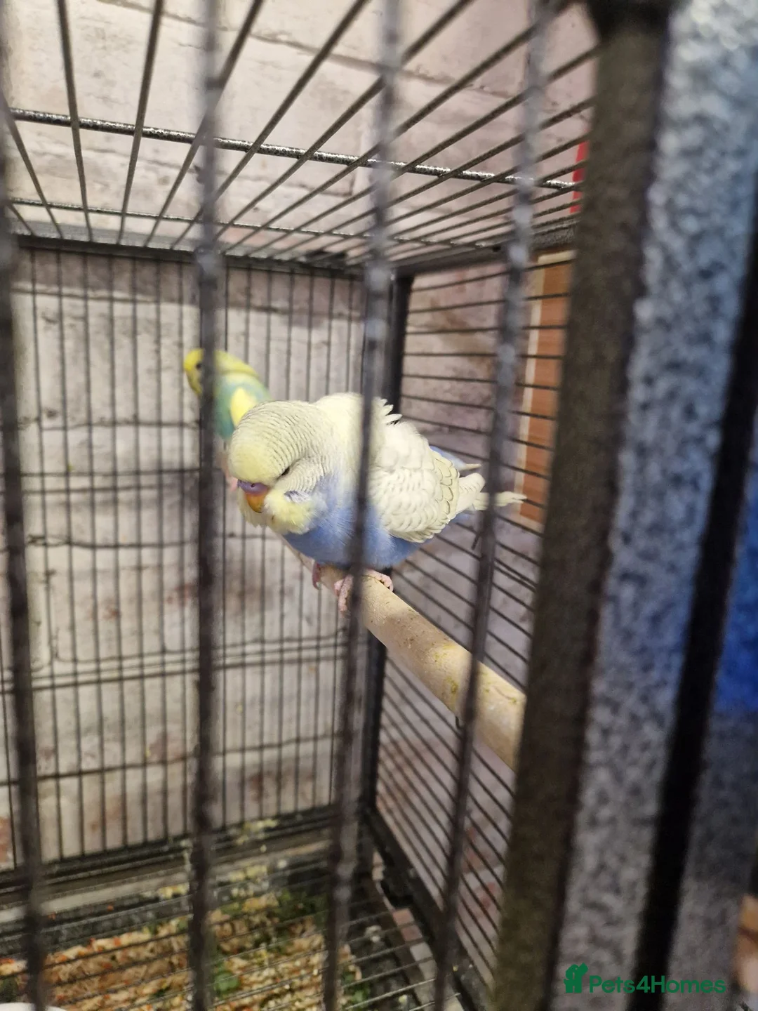 Budgerigars birds for sale: Young Budgies in Middlesbrough - Advert 3