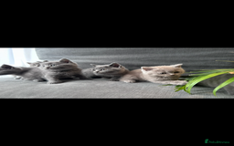 British Shorthair cats for sale: PURE PEDIGREE BSH KITTENS - Image 6