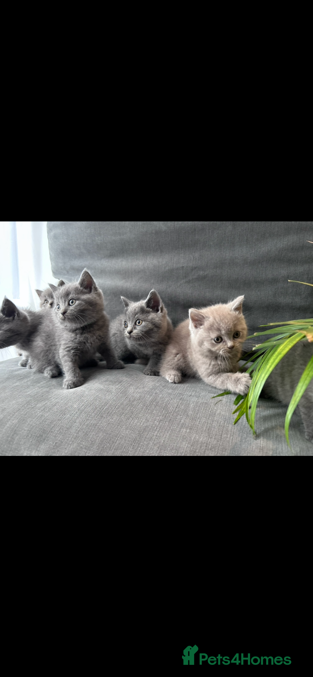 British Shorthair cats for sale: PURE PEDIGREE BSH KITTENS - Image 6