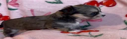 Chorkie dogs for sale: Beautiful Chorkie Girl Puppies - Advert 7