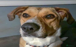 Mixed Breed dogs for adoption: MARSHALL the Marvellous - Image 19