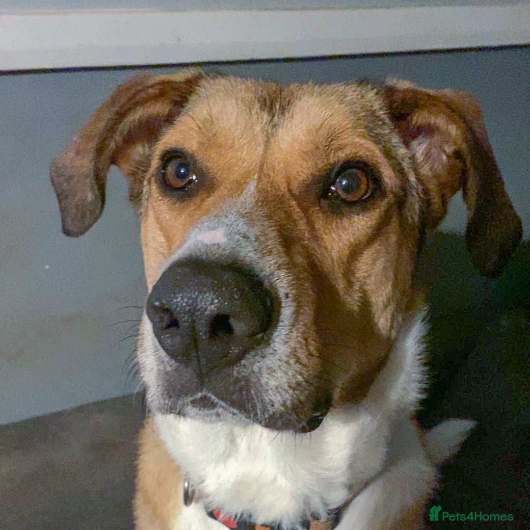 Mixed Breed dogs for adoption: MARSHALL the Marvellous - Image 19