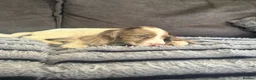 Cocker Spaniel dogs for sale: Beauitful puppies for sale  - Advert 19