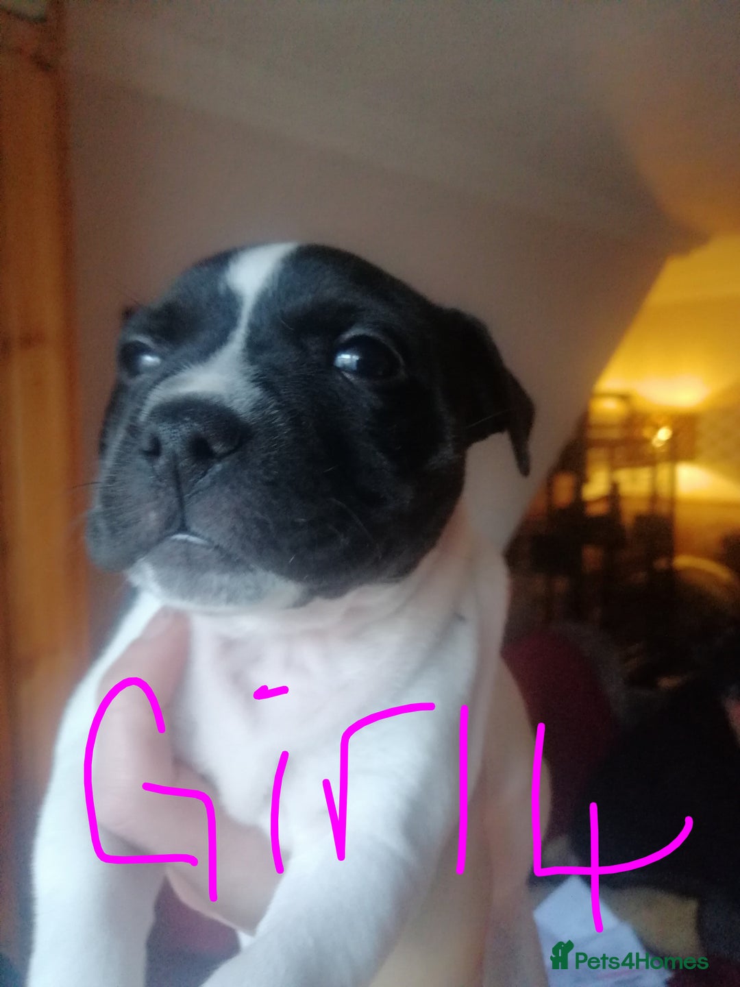 Mixed Breed dogs for sale: Beautiful staffy cross pups  - Advert 7