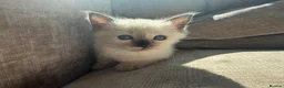 Ragdoll cats for sale: 🐾 Ragdoll Kittens – 5 Girls Available 🐾 in Dundee - Advert 7