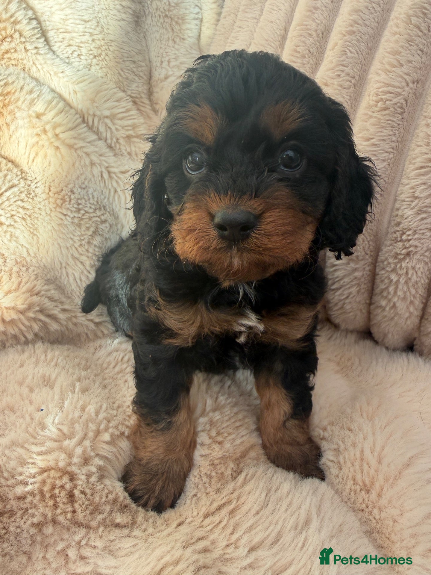 Cavapoo dogs for sale: Tri Cavapoo F1 Girl 🖤🤍🧡 - Advert 17