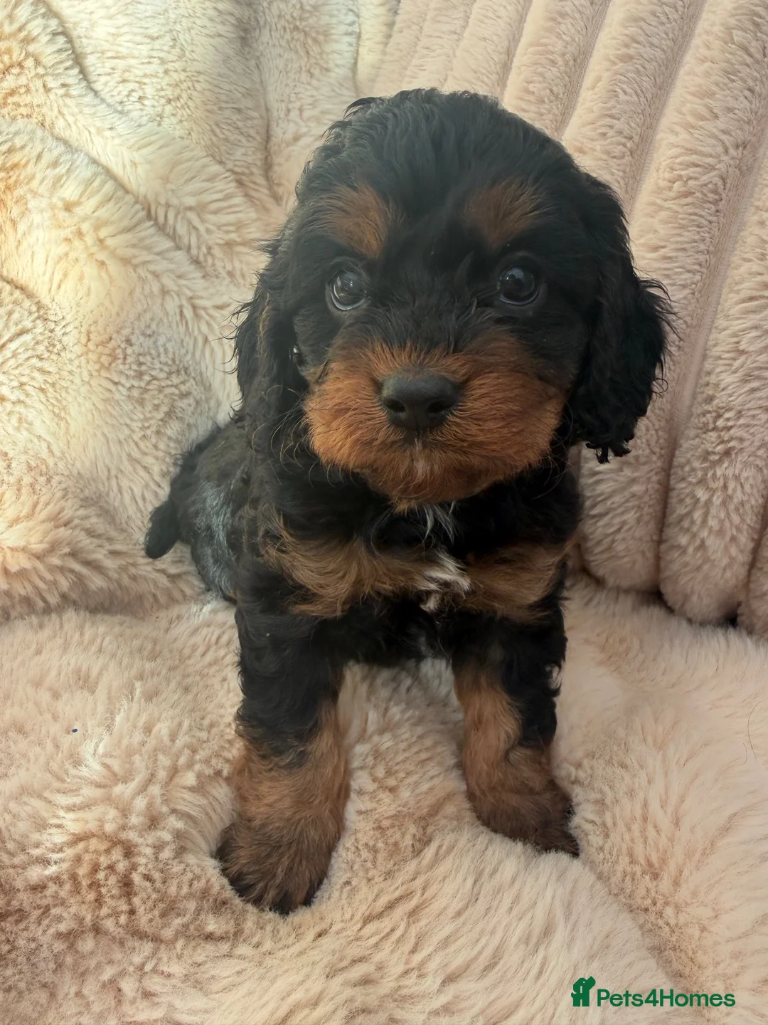 Cavapoo dogs for sale: Black and Tan Cavapoo F1 Girl 🖤🤍🧡 - Advert 1