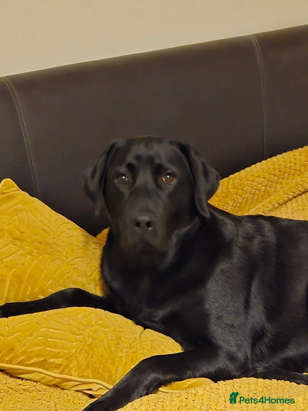 Labrador Retriever dogs for stud: KC Labrador stud - Advert 2