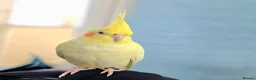 Cockatiels birds for sale: One Yr old female cockatiel  - Advert 4
